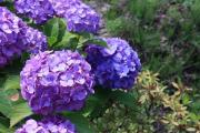 080614 花５