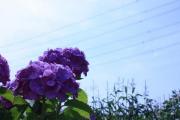 080614 花６