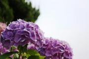 080614 花７