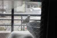 110115 鳥１