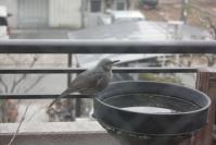 110115 鳥3