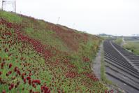 110430 揖斐川の花2